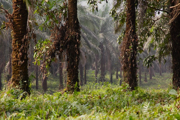 Where forests and farms once stood, oil palms now stretch as far as the eye can see...